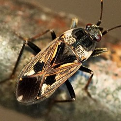 Rhyparochromus vulgaris
